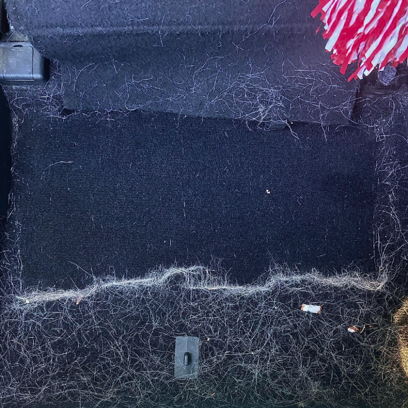 Rimuovi peli di animali